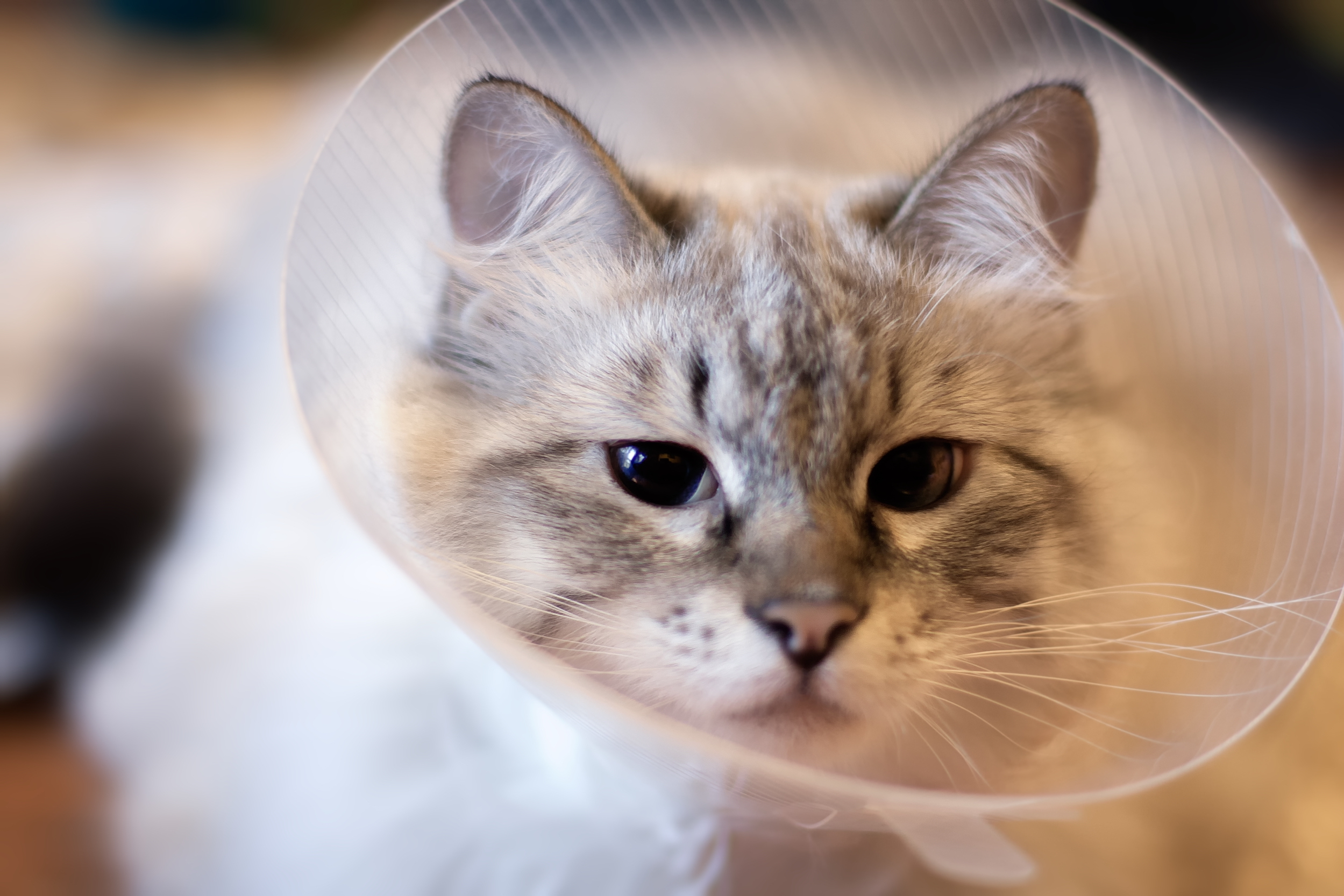 Cat not drinking shop water after spay